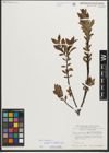 Foto von Salix helvetica Vill. x Salix waldsteiniana Willd.